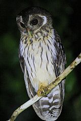 Mottled Owl